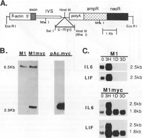 graphic file with name molcellb00139-0053-a.jpg