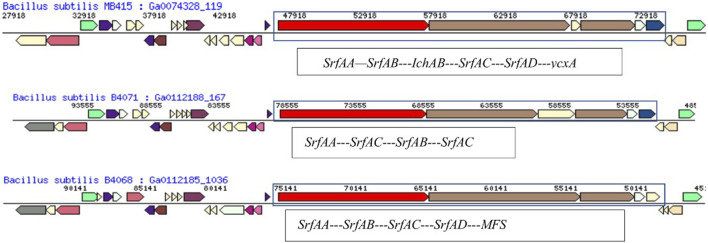 Genetic Evidences Of Biosurfactant Production In Two Bacillus Subtilis 