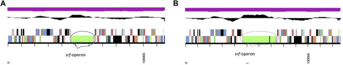 Genetic Evidences of Biosurfactant Production in Two Bacillus subtilis ...