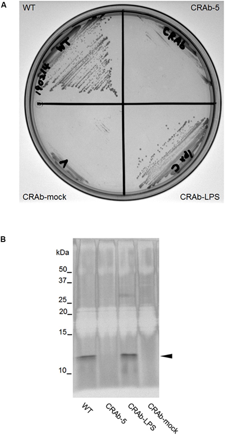 FIGURE 2