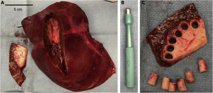 Figure 1