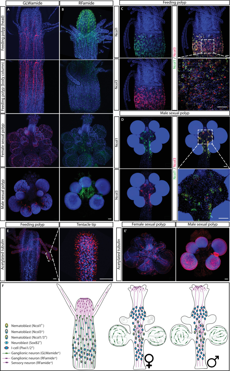 Figure 1—figure supplement 4.