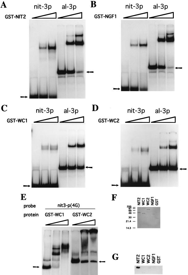 FIG. 5