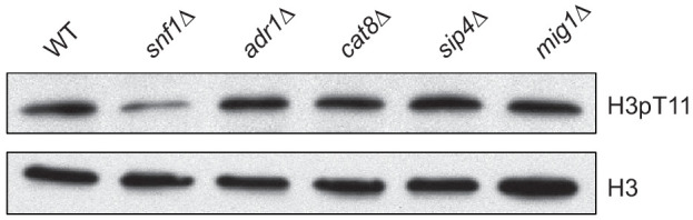 Figure 1—figure supplement 1.