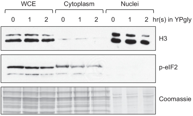 Figure 3—figure supplement 1.