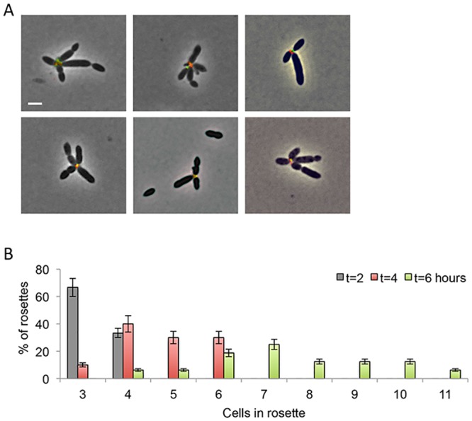 Fig 4