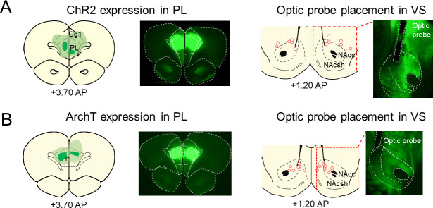 Figure 1—figure supplement 1.