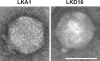 FIG. 1.