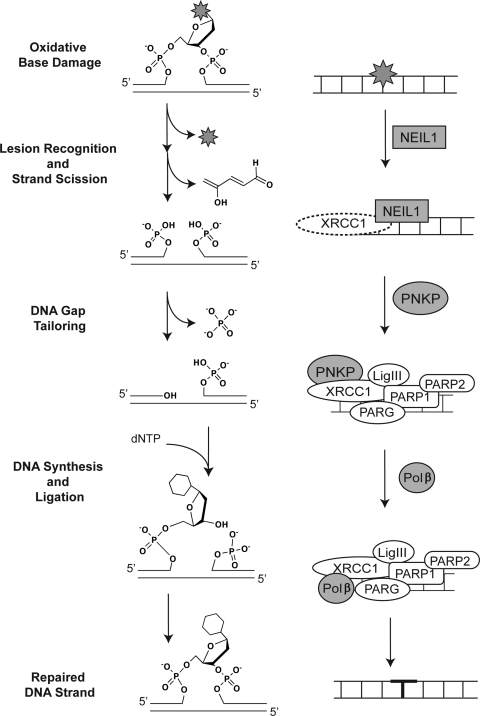 FIG. 5.