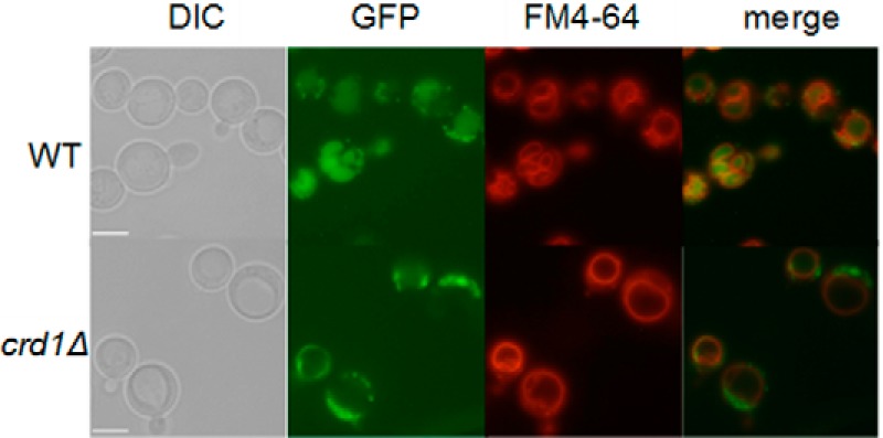 FIGURE 2.