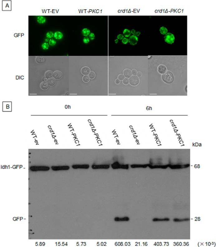 FIGURE 7.