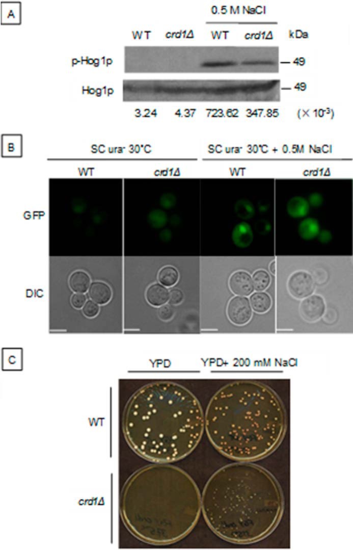 FIGURE 5.