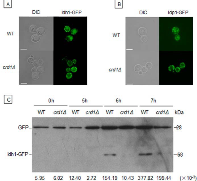 FIGURE 3.