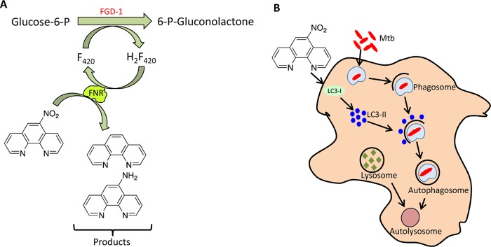 FIG 6