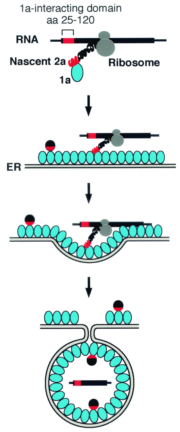 FIG. 7.