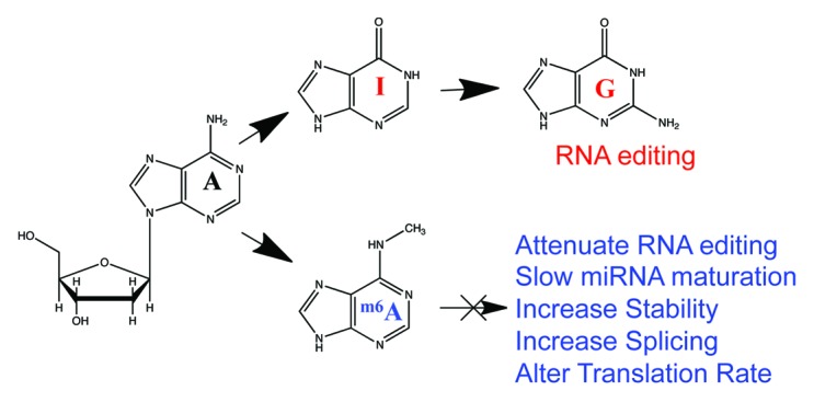 graphic file with name rna-10-342-g2.jpg