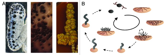 graphic file with name rna-11-464-g1.jpg