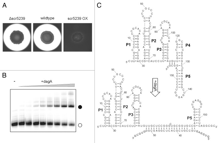 graphic file with name rna-11-464-g2.jpg