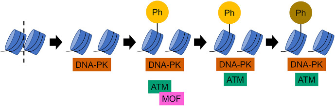 Fig. 7.