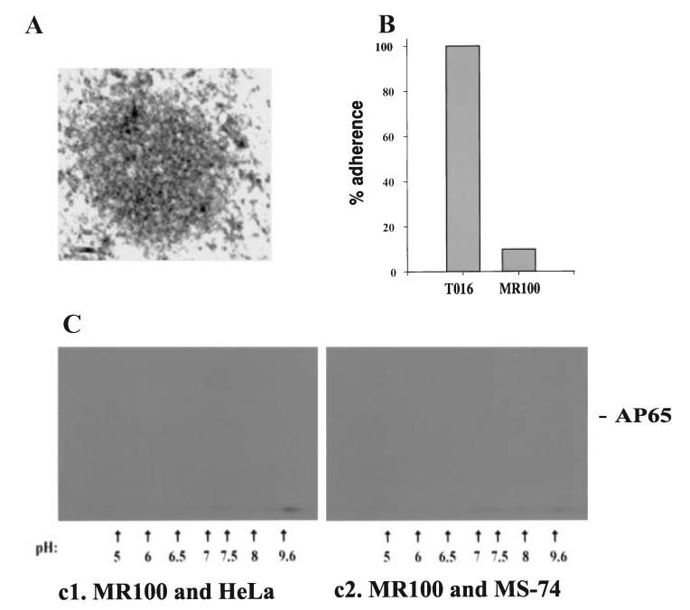 Fig. 9