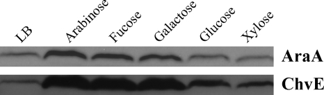 Fig. 9.