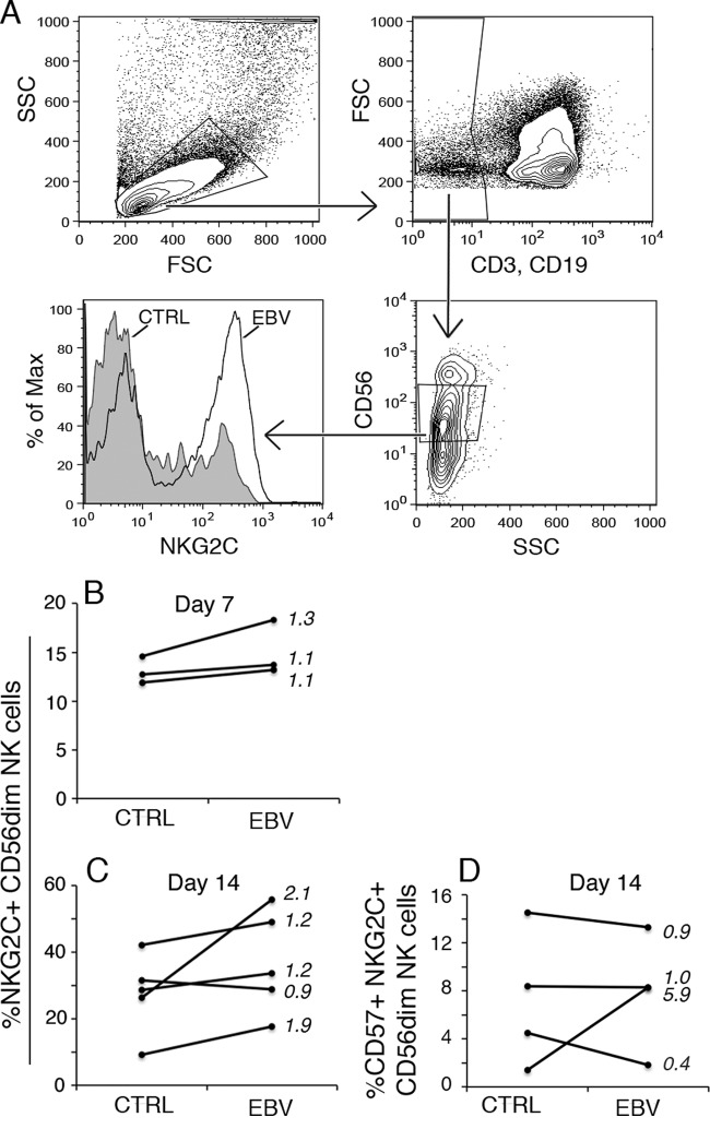 Fig 4