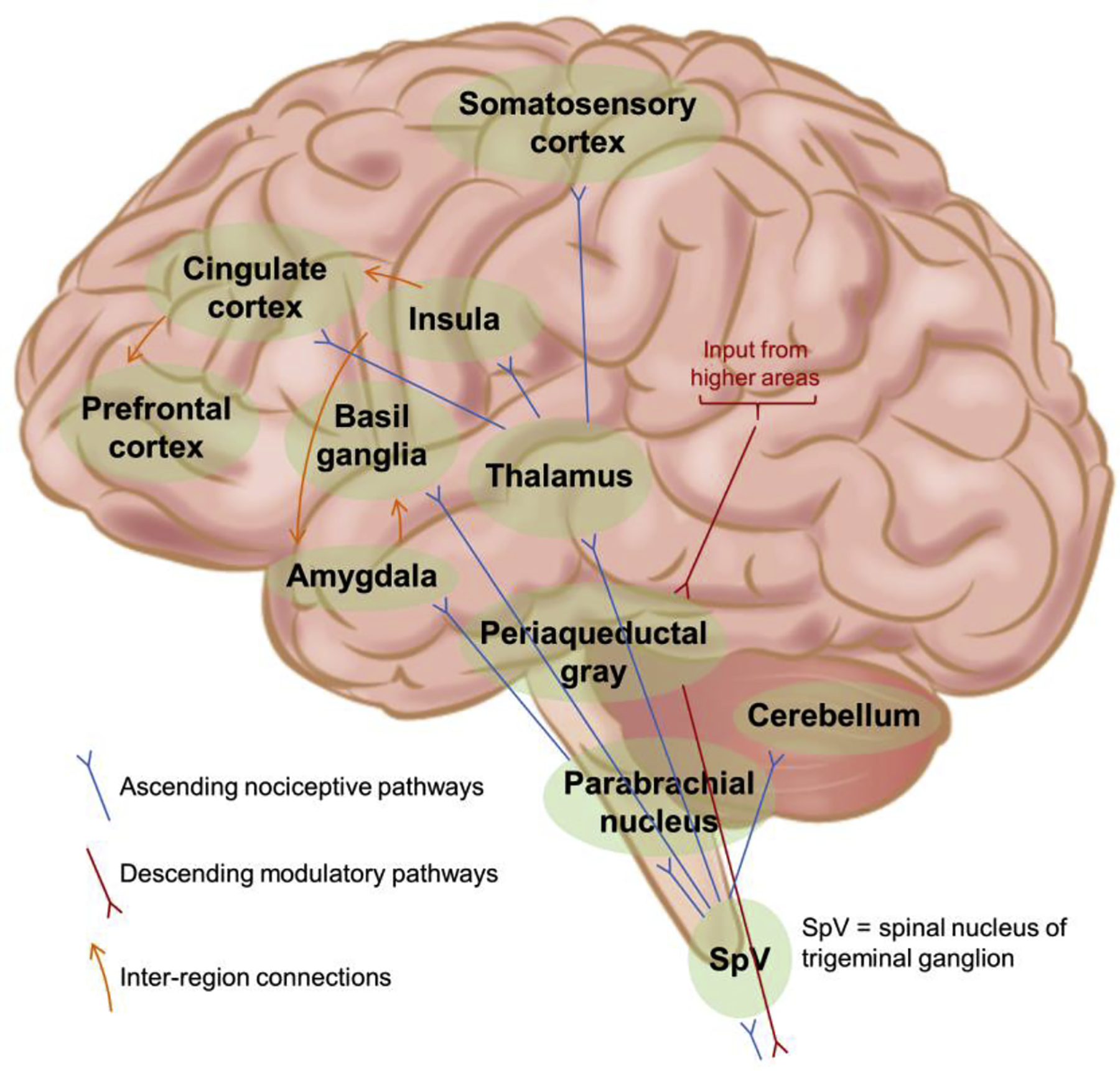 Figure 2: