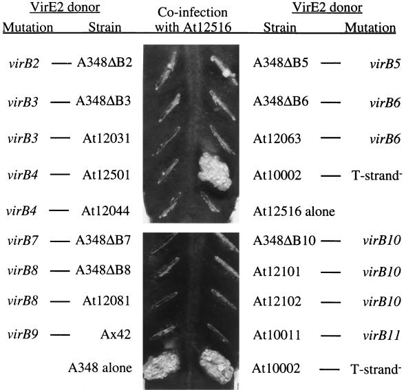 FIG. 1