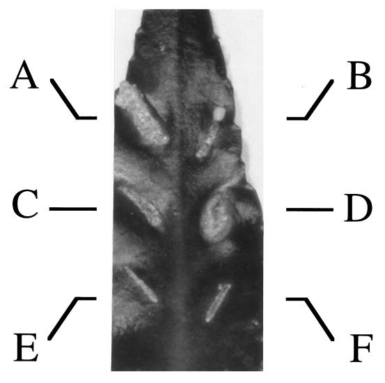 FIG. 3