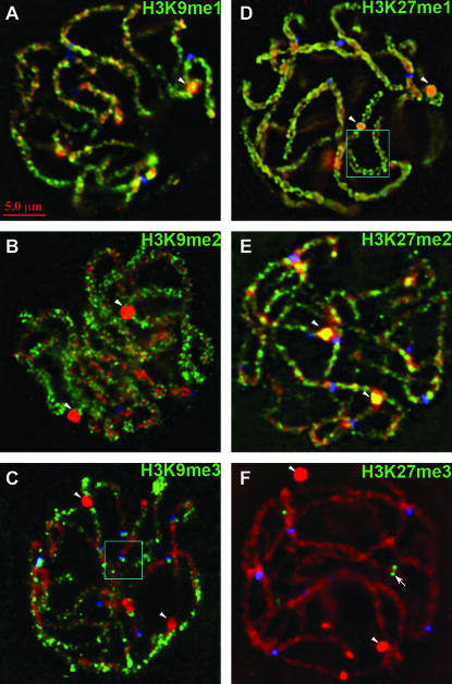 Figure 3.—