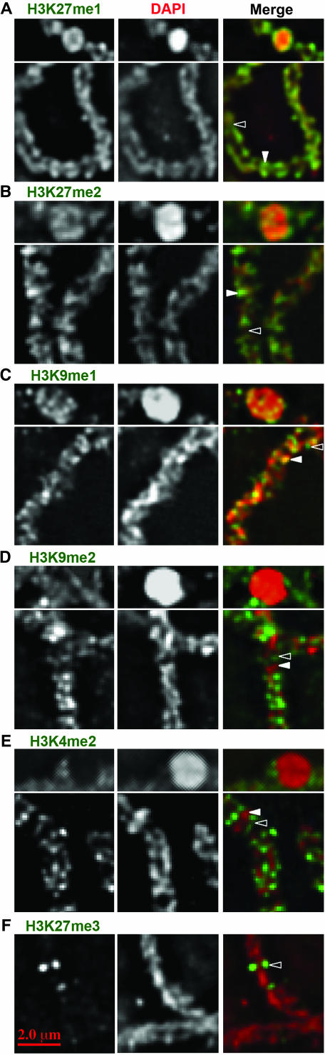 Figure 4.—