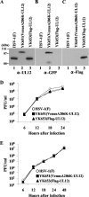 FIG. 2.