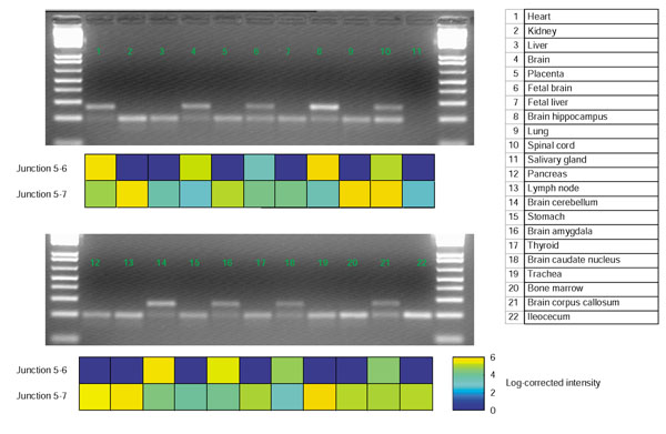 Figure 11