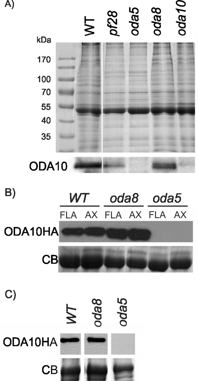 FIGURE 3: