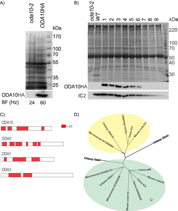 FIGURE 1: