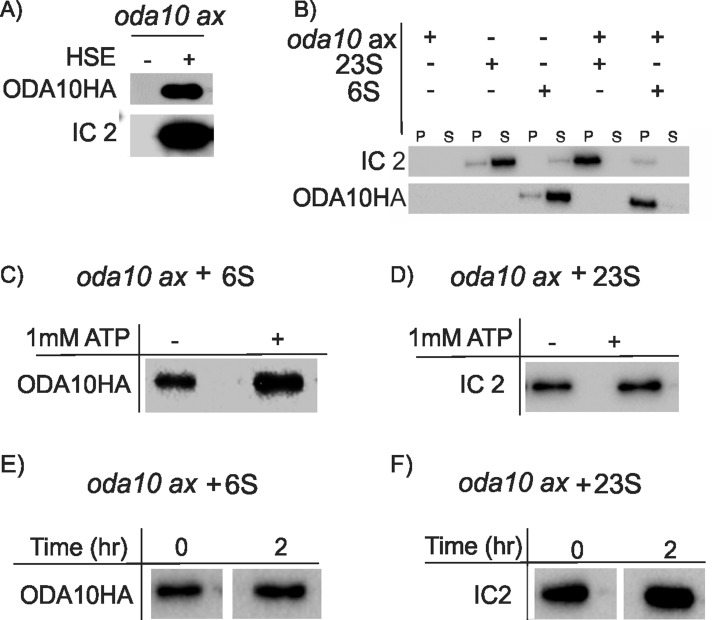 FIGURE 4: