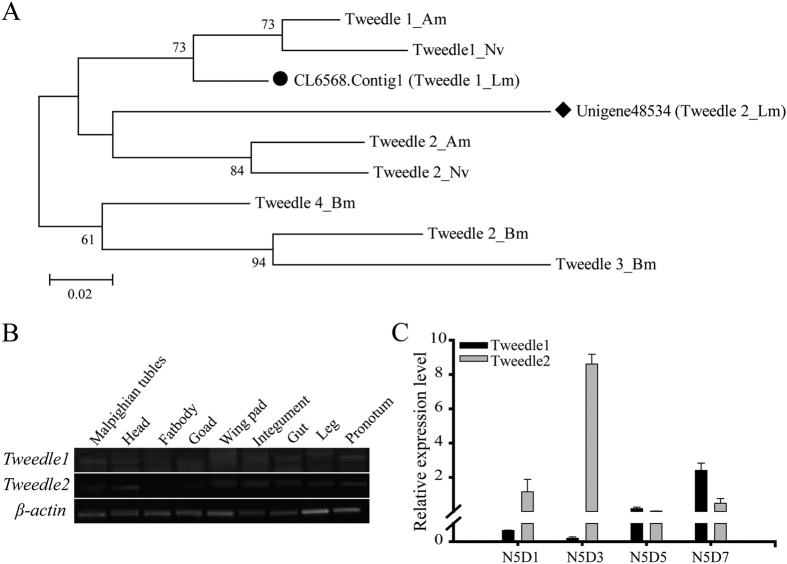 Figure 7