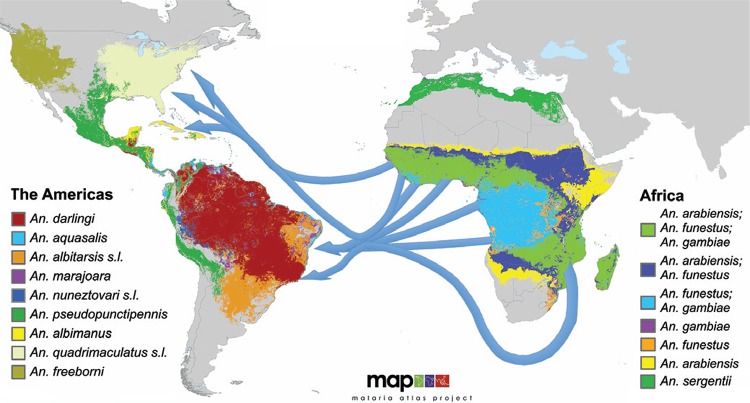 Map of the major mosquito vectors of malaria in Africa and the Americas and
slave-trade routes to the New World. Plasmodium falciparum is
thought to have arrived to the Americas in malaria-infected Africans brought
during the transatlantic slave trade between 1514-1866. The blue arrows indicate
general transatlantic slave trade routes. The malaria vector map is from the
Malaria Atlas Project (Sinka et al. 2012)
and was modified to illustrate the slave trade routes.