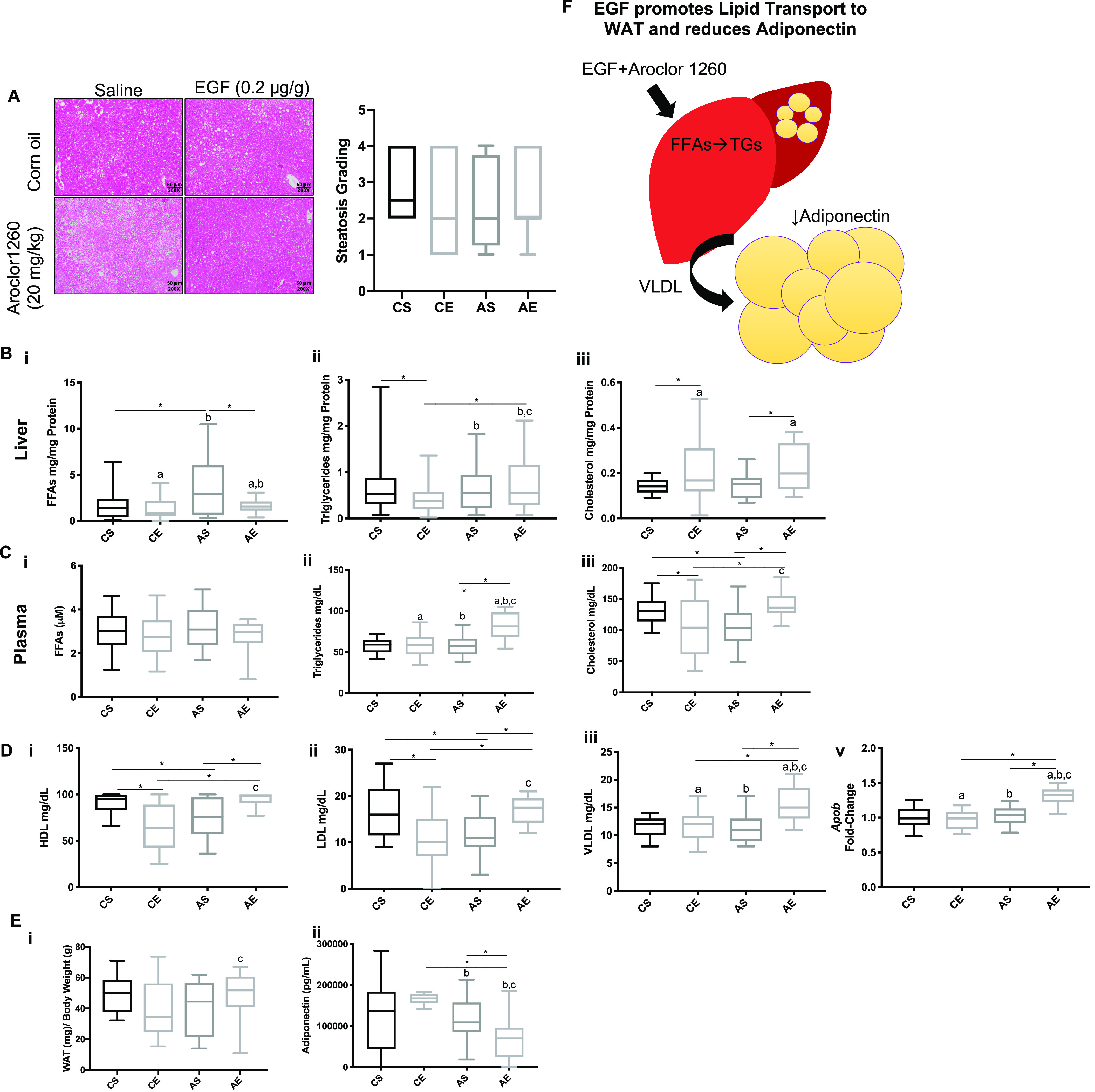 Figure 2A is a set of one stained issue and one box plot graph. A representative image of Hematoxylin and Eosin staining of liver sections in mice with 50 micrometers captured by 200 X objective lens plotting saline and epidermal growth factor (0.2 microgram per gram) columns across corn oil and aroclor 1260 (20 milligrams per kilogram) rows. A box plot graph plotting Steatosis Grading, ranging from 0 to 5 in unit increments (y-axis) across control plus saline, control plus epidermal growth factor, aroclor 1260 plus saline, and aroclor 1260 plus epidermal growth factor (x-axis). Figure 2B1 to 2B3 titled liver are box plot graphs plotting Free fatty acids milligram per milligram Protein, ranging from 0 to 15 in increments of 5; Triglycerides milligram per milligram Protein, ranging from 0 to 3 in unit increments; Cholesterol milligram per milligram Protein, ranging from 0.0 to 0.6 in increments of 0.2 (y-axis) across control plus saline, control plus epidermal growth factor, aroclor 1260 plus saline, and aroclor 1260 plus epidermal growth factor (x-axis), respectively. Figures 2C1 to 2B3 titled Plasma are box plot graphs plotting Free fatty acids (micromolar), ranging from 0 to 6 in increments of 2; Triglycerides milligram per deciliter, ranging from 0 to 150 in increments of 50; and Cholesterol milligram per deciliter, ranging from 0 to 200 in increments of 50 (y-axis) across control plus saline, control plus epidermal growth factor, aroclor 1260 plus saline, and aroclor 1260 plus epidermal growth factor (x-axis), respectively. Figures 2D1 to 2B3 are boxplot graphs plotting high-density lipoprotein milligram per deciliter, ranging from 0 to 150 in increments of 50; low-density lipoprotein, ranging from 0 to 30 in increments of 10; Very low-density lipoprotein milligram per deciliter, ranging from 0 to 25 in increments of 5; and Apolipoprotein B fold change, ranging from 0.0 to 2.0 in increments of 0.5 (y-axis) across control plus saline, control plus epidermal growth factor, aroclor 1260 plus saline, and aroclor 1260 plus epidermal growth factor (x-axis), respectively. Figures 2E1 and E2 are box plot graphs plotting White adipose tissue (milligram per gram or body weight (gram), ranging from 0 to 80 in increments of 20 and Adiponectin (picogram per milliliter), ranging from 0 to 300000 in increments of 100000 (y-axis) across control plus saline, control plus epidermal growth factor, aroclor 1260 plus saline, and aroclor 1260 plus epidermal growth factor (x-axis), respectively. Figure 2F is a schematic diagram in which the liver is exposed to Epidermal growth factor plus aroclor 1260, which elevated Free fatty acids to hepatic triglycerides and plasma very low-density lipoprotein in Adiponectin.