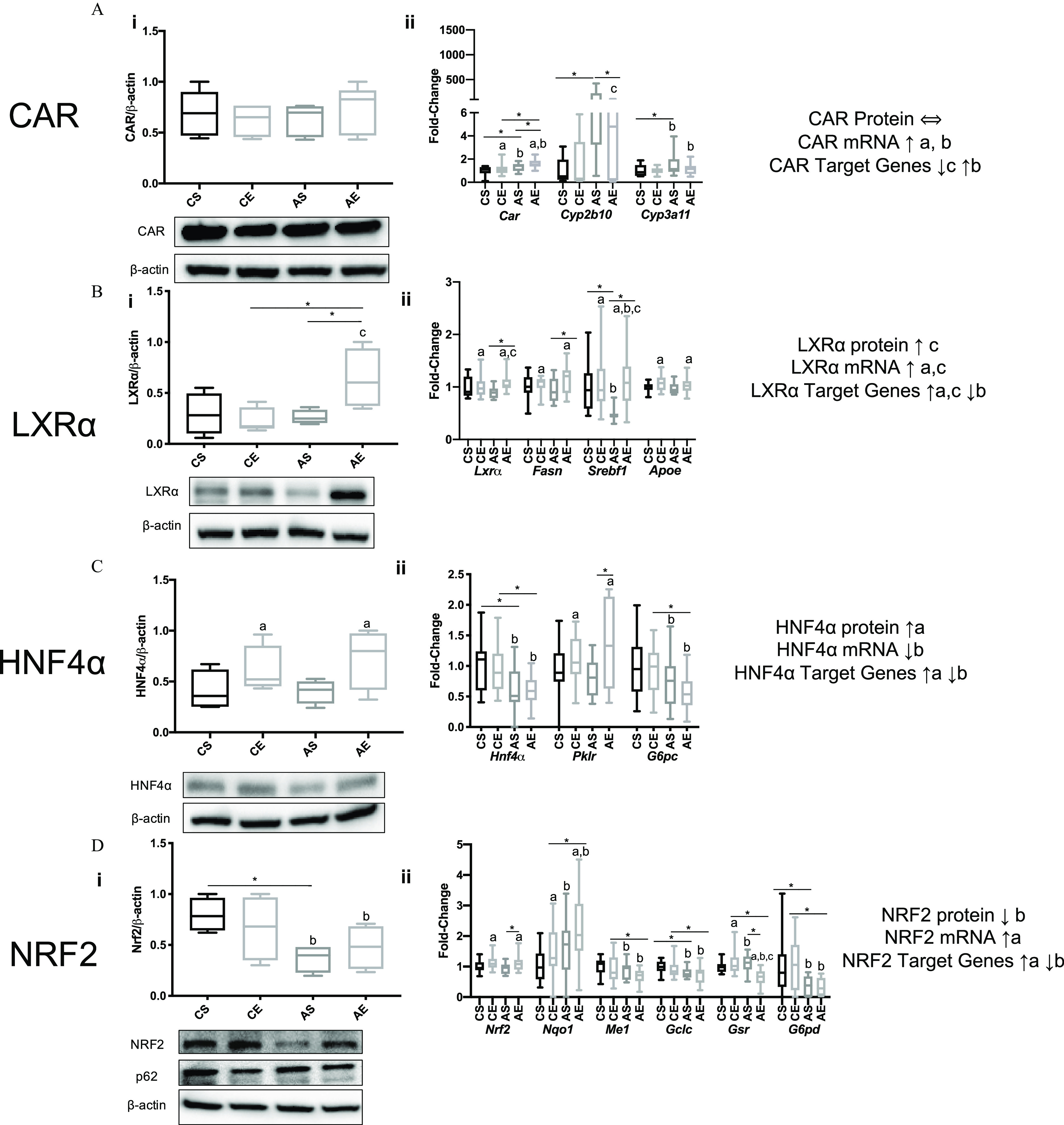 Figure 4A1 is a set of one boxplot graph and one western blot. The box plot titled Constitutive androstane receptor plotting Constitutive androstane receptor per lowercase beta actin, ranging from 0.0 to 1.5 in increments of 0.5 (y-axis) across control plus saline, control plus epidermal growth factor, aroclor 1260 plus saline, and aroclor 1260 plus epidermal growth factor (x-axis). The western blot plotting control plus saline, control plus epidermal growth factor, aroclor 1260 plus saline, and aroclor 1260 plus epidermal growth factor (columns) across Constitutive androstane receptor and lowercase beta actin (rows). Figure 4A2 is a clustered box plot graph titled Constitutive androstane receptor plotting fold change, ranging from 0 to 6 in increments of 2 and 500 to 1500 in increments of 500 (y-axis) across Constitutive androstane receptor, Cytochrome P450 2B10, and Cytochrome P450 3A11 each includes, control plus saline, control plus epidermal growth factor, aroclor 1260 plus saline, and aroclor 1260 plus epidermal growth factor (x-axis) for Constitutive androstane receptor protein equivalent to, Constitutive androstane receptor Messenger ribonucleic acid arrow pointing down lowercase a, b, Constitutive androstane receptor target genes arrow pointing down lowercase c and arrow pointing up lowercase b. Figure 4B1 is a set of one box plot graph and one western blot. The boxplot titled liver uppercase x receptor lowercase alpha plotting liver uppercase x receptor lowercase alpha per lowercase beta actin, ranging from 0.0 to 1.5 in increments of 0.5 (y-axis) across control plus saline, control plus epidermal growth factor, aroclor 1260 plus saline, and aroclor 1260 plus epidermal growth factor (x-axis). The western blot plotting control plus saline, control plus epidermal growth factor, aroclor 1260 plus saline, and aroclor 1260 plus epidermal growth factor (columns) across liver uppercase x receptor lowercase alpha and lowercase beta actin (rows). Figure 4B2 is a clustered box plot graph titled liver uppercase x receptor lowercase alpha plotting fold change, ranging from 0 to 3 in unit increments (y-axis) across liver uppercase x receptor lowercase alpha, Fatty acid synthase, Sterol regulatory element binding transcription factor 1, and Apolipoprotein E each includes, control plus saline, control plus epidermal growth factor, aroclor 1260 plus saline, and aroclor 1260 plus epidermal growth factor (x-axis) for liver uppercase x receptor lowercase alpha arrow pointing up lowercase c, liver uppercase x receptor lowercase alpha Messenger ribonucleic acid arrow pointing up lowercase a, c, and liver uppercase x receptor lowercase alpha target genes arrow pointing up a, c, arrow pointing down lowercase b. Figure 4C1 is a set of one box plot graph and one western blot. The box plot titled hepatocyte nuclear factor lowercase alpha plotting hepatocyte nuclear factor lowercase alpha per lowercase beta actin, ranging from 0.0 to 1.5 in increments 0.5 (y-axis) across control plus saline, control plus epidermal growth factor, aroclor 1260 plus saline, and aroclor 1260 plus epidermal growth factor (x-axis). The western blot plotting control plus saline, control plus epidermal growth factor, aroclor 1260 plus saline, and aroclor 1260 plus epidermal growth factor (columns) across hepatocyte nuclear factor lowercase alpha and lowercase beta actin (rows). Figure 4C2 is a clustered box plot graph titled hepatocyte nuclear factor lowercase alpha plotting fold change, ranging from 0.0 to 2.5 in increments of 0.5 (y-axis) across hepatocyte nuclear factor lowercase alpha, Pyruvate kinase, and Glucose-6-phosphatase each includes, control plus saline, control plus epidermal growth factor, aroclor 1260 plus saline, and aroclor 1260 plus epidermal growth factor (x-axis) for hepatocyte nuclear factor lowercase alpha protein arrow pointing up lowercase a, hepatocyte nuclear factor lowercase alpha Messenger ribonucleic acid arrow pointing down lowercase b, and hepatocyte nuclear factor lowercase alpha target genes arrow pointing up lowercase a arrow pointing down lowercase b. Figure 4D1 is a set of one box plot graph and one western blot. The boxplot titled Nuclear factor, Erythroid 2 per lowercase beta actin, ranging from 0.0 to 1.5 in increments of 0.5 across control plus saline, control plus epidermal growth factor, aroclor 1260 plus saline, and aroclor 1260 plus epidermal growth factor (x-axis). The western blot plotting control plus saline, control plus epidermal growth factor, aroclor 1260 plus saline, and aroclor 1260 plus epidermal growth factor (columns) across Nuclear factor, Erythroid 2, Sequestosome-1, and lowercase beta actin (rows). Figure 4D2 is a clustered box plot graph titled Nuclear factor, Erythroid 2 fold change, ranging from 0 to 5 in unit increments (y-axis) across Nuclear factor, Erythroid 2, NAD(P)H Quinone dehydrogenase 1, Malic enzyme 1, Glutamate-cysteine ligase catalytic subunit, Glutathione-disulfide reductase, and Glucose-6-phosphate dehydrogenase each includes, control plus saline, control plus epidermal growth factor, aroclor 1260 plus saline, and aroclor 1260 plus epidermal growth factor (x-axis) for Nuclear factor, Erythroid 2 protein arrow pointing down lowercase b, Nuclear factor, Erythroid 2 Messenger ribonucleic acid arrow pointing up lowercase a, and Nuclear factor, Erythroid 2 target genes acid arrow pointing up lowercase a arrow pointing down lowercase b.