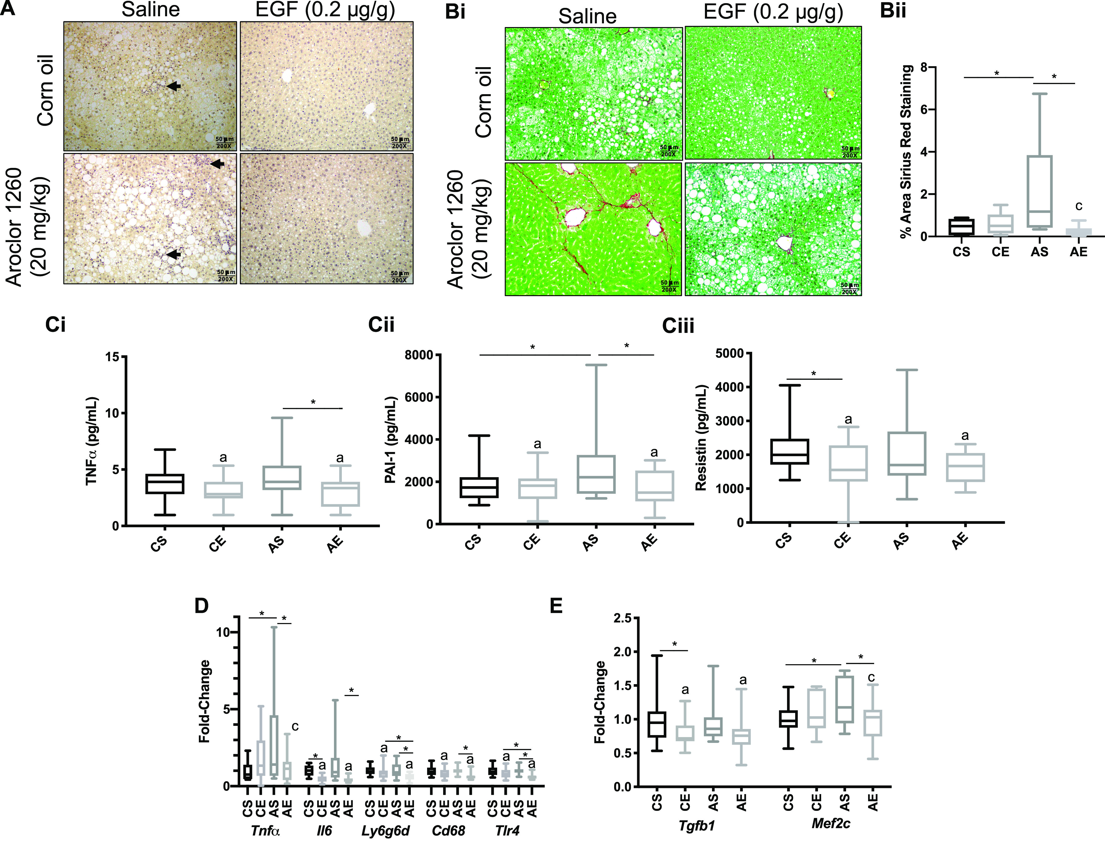 Figure 1A and 1B(1) are representative images of chloroacetate esterase stain stained liver section and picrosirius stained liver sections in mice with 50 micrometers captured by 200 X objective lens plotting saline and epidermal growth factor (0.2 microgram per gram) columns across corn oil and aroclor 1260 (20 milligrams per kilogram) rows, respectively. Figure 1B2 is a box plot graph plotting Percentage Area Sirius Red Staining, ranging from 0 to 8 in increments of 2 (y-axis) across control plus saline, control plus epidermal growth factor, aroclor 1260 plus saline, and aroclor 1260 plus epidermal growth factor (x-axis). Figure 1C1, 1C2, and 1C3 are box plot graphs plotting tumor necrosis factor lowercase alpha (picogram per milliliter), ranging from 0 to 15 in increments of 5; Plasminogen activator inhibitor-1 (picogram per milliliter), ranging from 0 to 8000 in increments of 2000; and Resistin (picogram per milliliter), ranging from 0 to 5000 in increments of 1000 (y-axis) across control plus saline, control plus epidermal growth factor, aroclor 1260 plus saline, and aroclor 1260 plus epidermal growth factor (x-axis), respectively. Figure 1D and 1E are clustered box plot graphs plotting Fold-Change, ranging from 0 to 10 in increments of 5 and 0.0 to 2.5 in increments of 0.5 (y-axis) across tumor necrosis factor lowercase alpha, interleukin 6, Lymphocyte Antigen 6 Family Member G 6 D, and Cluster of Differentiation 68, each includes control plus saline, control plus epidermal growth factor, aroclor 1260 plus saline, and aroclor 1260 plus epidermal growth factor, and Transforming Growth Factor Beta 1 and Myocyte-specific enhancer factor 2C, each includes control plus saline, control plus epidermal growth factor, aroclor 1260 plus saline, and aroclor 1260 plus epidermal growth factor (x-axis).