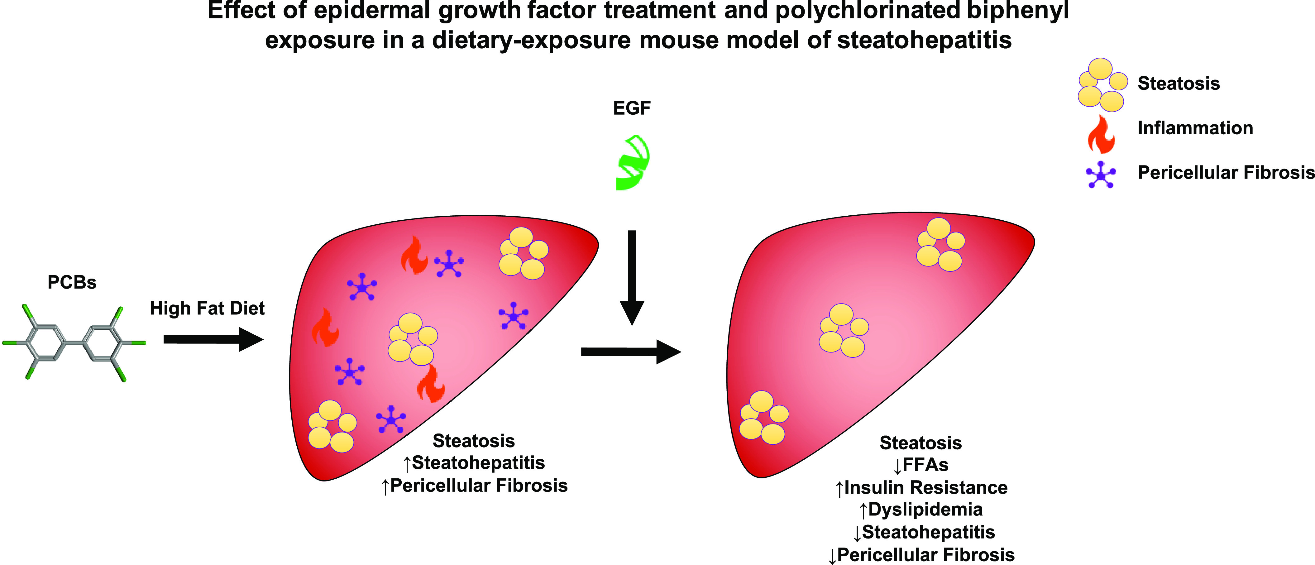 Figure 6 is an illustration depicting the effects of epidermal growth factor treatment and polychlorinated biphenyl exposure in a dietary-exposure mouse model of steatohepatitis. In the illustration, the liver is exposed to polychlorinated biphenyls with high fat diet with stimulated Steatosis, arrow pointing up Steatohepatitis, and arrow pointing up Pericellular Fibrosis. Infused with epidermal growth factor, Steatosis, arrow pointing down free fatty acids, arrow pointing up insulin resistance, arrow pointing up dyslipidemia, arrow pointing down steatohepatitis, and arrow pointing down pericellular fibrosis symptoms is observed in the liver.