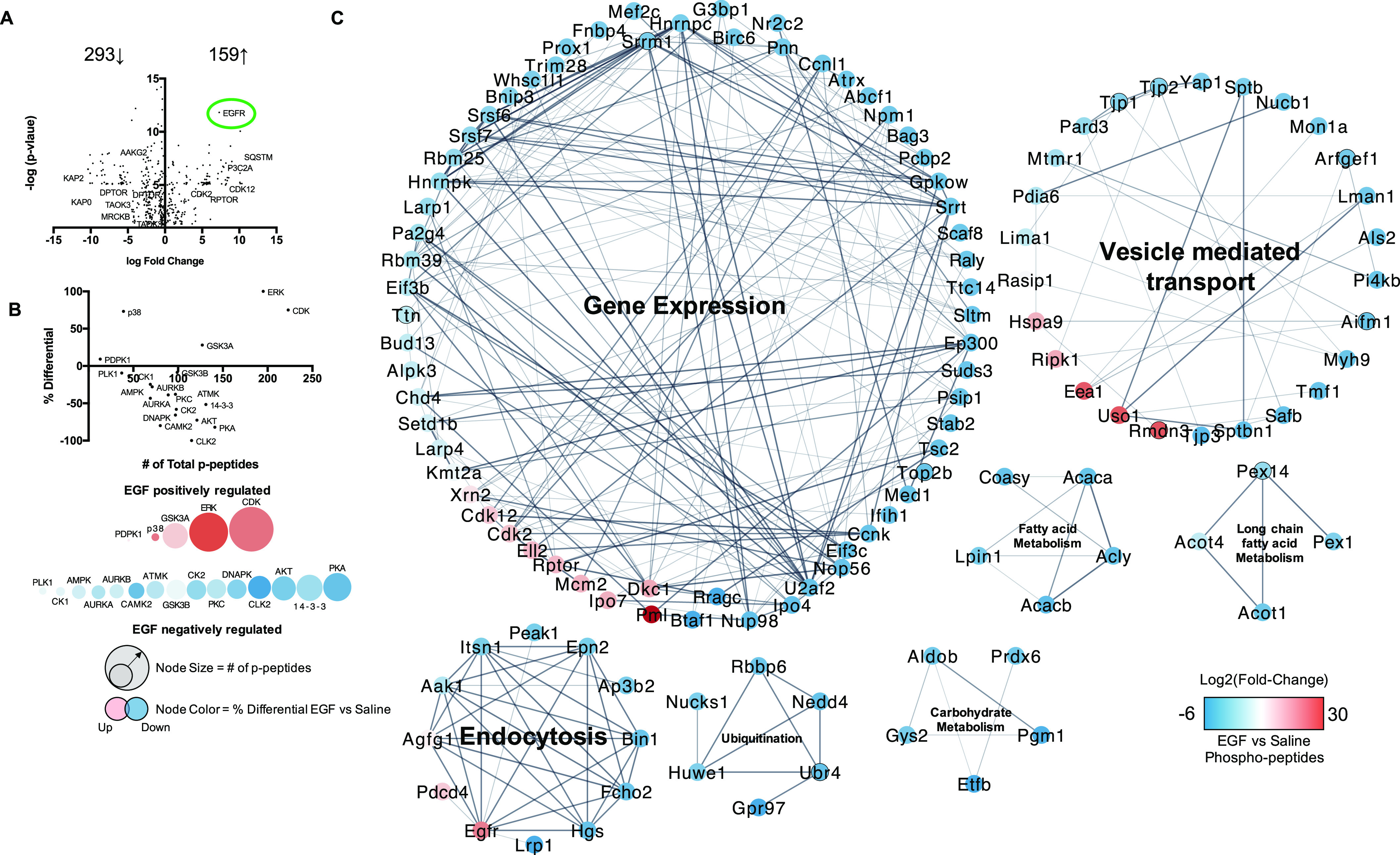 Figure 5A is a volcano plot plotting negative log (lowercase p), ranging from 0 to 15 in increments of 5 (y-axis) across log fold change, ranging negative 15 to 15 in increments of 5 (x-axis) for 293 arrow pointing down and 159 arrow pointing up. Figure 5B is a horizontal volcano plot plotting percentage differential, ranging from negative 100 to 100 in increments of 50 (y-axis) across number of total lowercase p peptides, ranging from 50 to 250 in increments of 50 (x-axis). The epidermal growth factor positively regulated is displayed in a series of circles with size small to big from left to right: 3-Phosphoinositide Dependent Protein Kinase 1, p38 mitogen-activated protein kinases, Glycogen Synthase Kinase 3 Alpha, Extracellular signal-regulated kinase, and cyclin-dependent kinase. Below, another series of circles with size small to big from left to right is displayed, representing Serine/threonine-protein kinase PLK1, casein kinase 1, AMP-activated protein kinase, Aurora Kinase A, Aurora Kinase B, calmodulin-dependent protein kinase 2, A T M K, Glycogen synthase kinase 3 beta, Casein kinase 2, Protein kinase C-(alpha), DNA-dependent protein kinase, C L K 2, Protein kinase B, 14-3-3, and P K A. The epidermal growth factor negatively regulated displays the following: A circle with an arrow is placed inside a circle representing node size equals number of lowercase p peptides and a Venn diagram titled up and down, respectively, is representing node color equals percentage differential epidermal growth factor versus saline. Figure 5C is a set of seven network analysis diagrams titled gene expression, vesicle mediated transport, fatty acid metabolism, long chain fatty acid metabolism, endocytosis, ubiquitination, and carbohydrate metabolism. The network analysis for gene expression lists the following proteins: G3b p1, Birc6, N r2c2, P n n, C c n l1, A t r x, A b c f1, N p m1, Bag3, P c b p2, G p k o w, S r r t, Scaf8, Raly, T t c14, S l t m, E p300, Suds3, P sip1, Stab2, T s c2, Top2b, Med1, I fih1, C c n k, Eif3c, Nop56, U2 a f2, I po4, Nup98, R rag c, B taf1, P m l, D k c1, I po7, M c m2, R p tor, E l l 2, C d k2, C d k12, X r n2, K m t2a, L a r p4, Setd1b, C h d4, A l p k3, Bud13, T t n, Eif3b, R b m39, Pa2g4, Larp1, H n r n p k, R b m25, S r s f7, S r s f6, B n I p3, W h s c 1l1, Trim28, Prox1, F n b p4, Mef2c, S r r m1, and H n r n p c. The network analysis for vesicle mediated transport lists the following proteins: Yap1, S p t b, N u c b1, Mon1a, A r f g ef1, L man1, A l s2, Pi4kb, Aifm1, M y h9, T m f1, Safb, S p t b n1, T j p3, R m d n3, U s o1, E e a1, Ripk1, H s p a9, Rasip1, Lima1, P d I a6, M t m r1, Pard3, T j p1, and T j p2. The network analysis for fatty acid metabolism lists the following proteins: Coasy, Acaca, L pin1, A c l y, and A c a c b. The network analysis for long chain fatty acid metabolism lists the following proteins: Pex14, Acot4, Pex1, and Acot1. The network analysis for endocytosis lists the following proteins: Peak1, E p n2, A p 3b2, Bin1, F c h o2, H g s, L r p1, E g f r, P d c d4, A g f g1, Aak1, and I t s n1. The network analysis for ubiquitination lists the following proteins: R b b p 6, Nedd4, U b r4, G p r97, Huwe1, and Nucks1. The network analysis for carbohydrate metabolism lists the following proteins: Aldob, P r d x6, P g m1, E t f b, and G y s2. A scale depicting log of 2 (fold change) and epidermal growth factor versus saline Phospho-peptides ranges from negative 6 to 30.