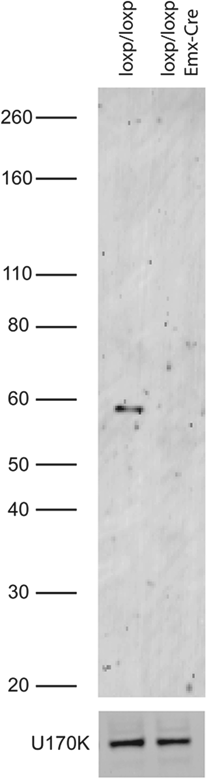 Figure 1—figure supplement 1.