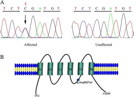 Fig.3