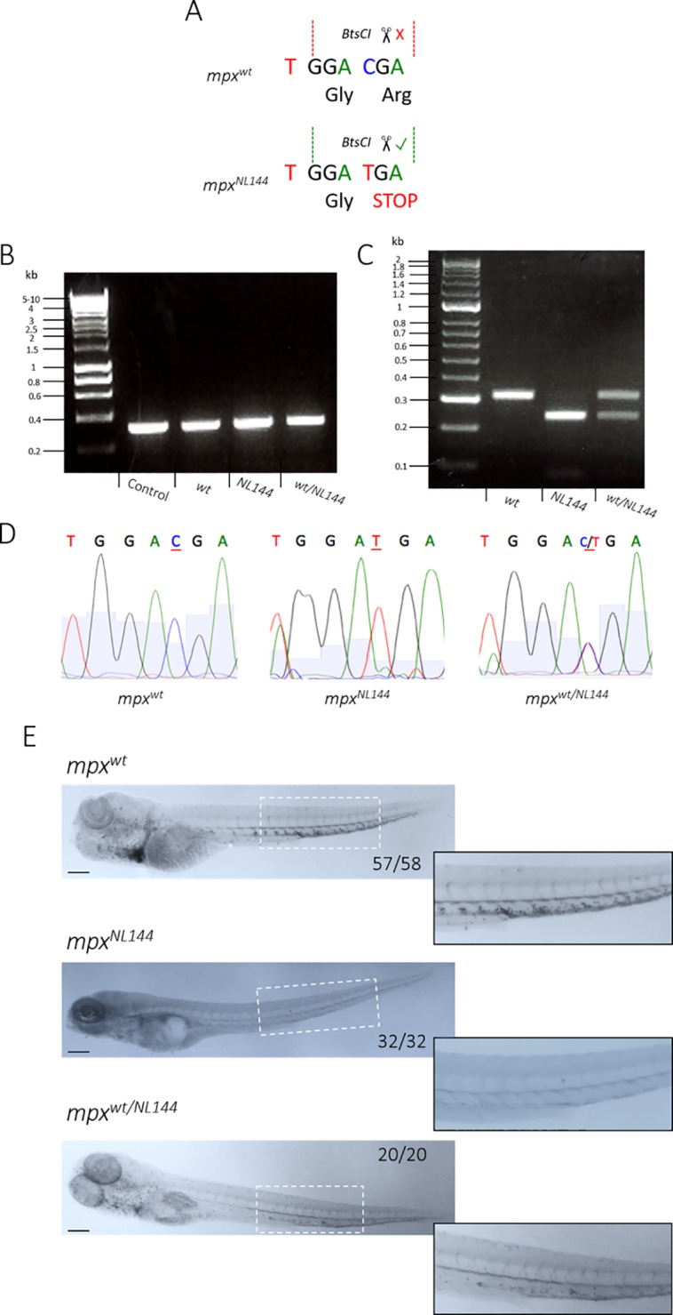 Fig 7