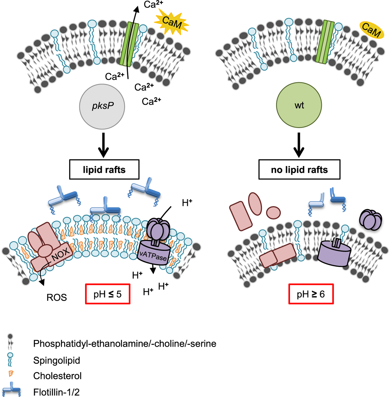 Figure 7.