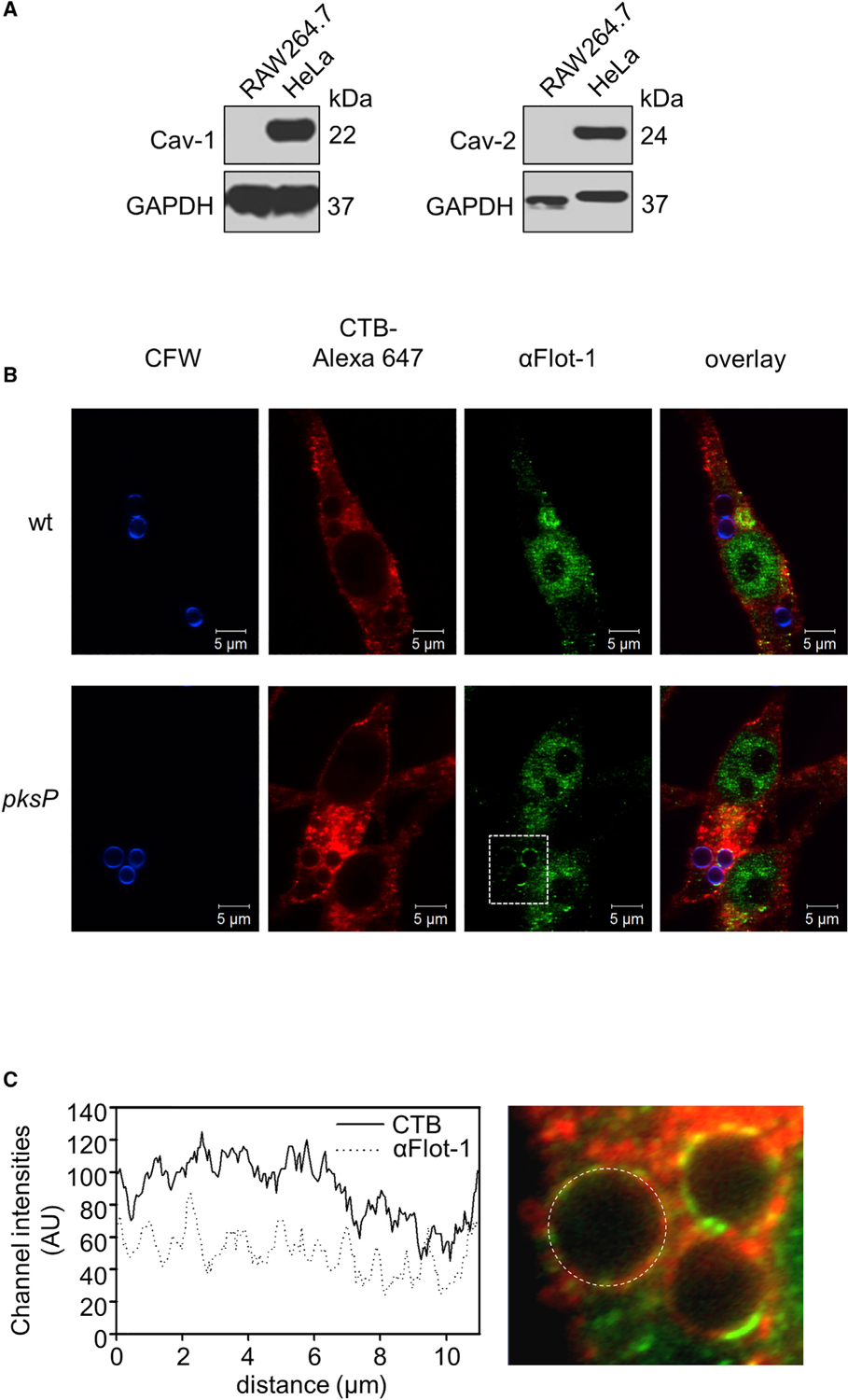 Figure 3.