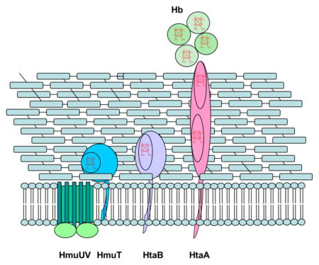 graphic file with name nihms836067u1.jpg