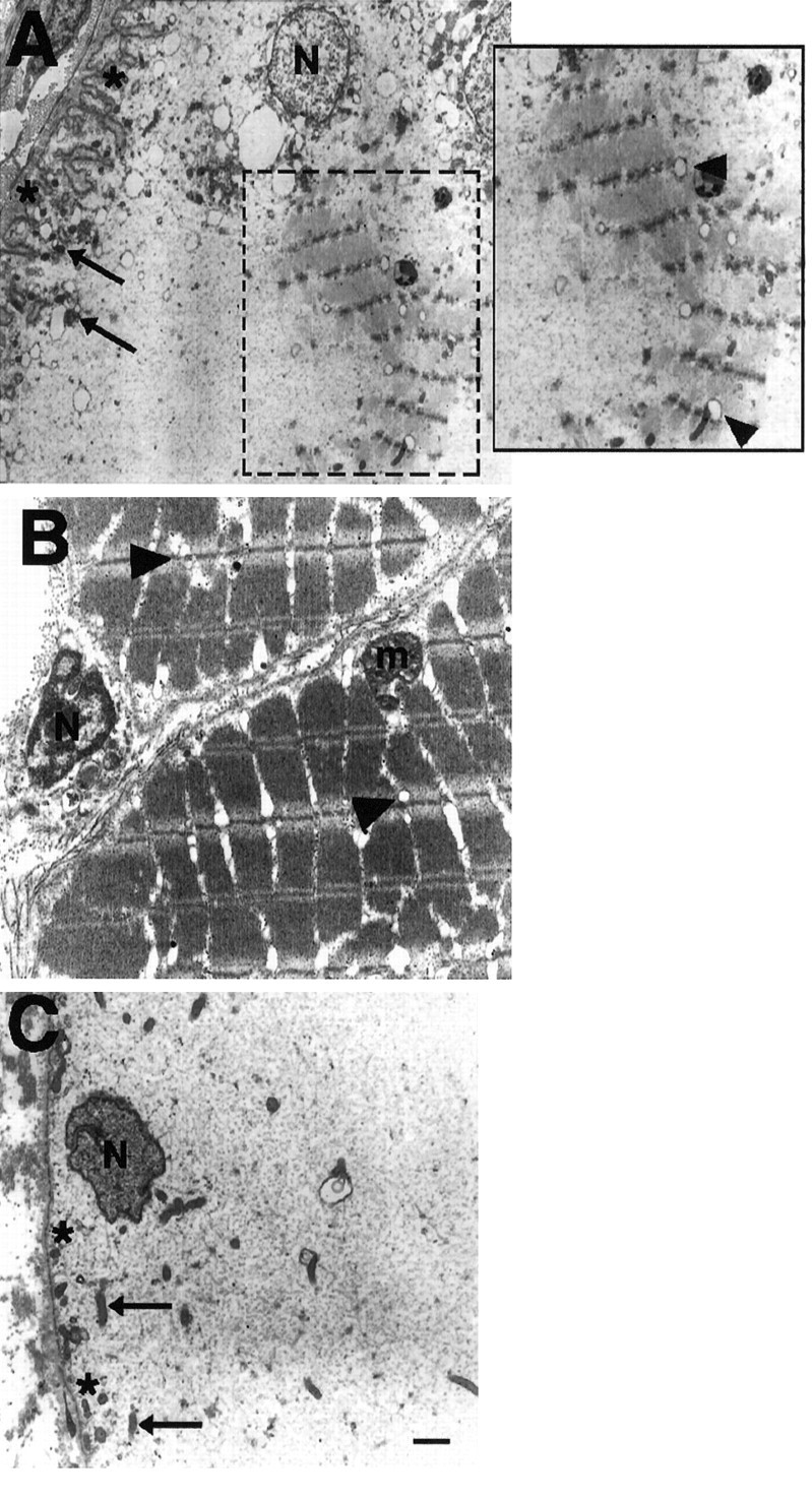 Fig. 13.